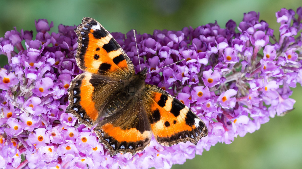 motyl fot. Linda Bestwick - Fotolia.com