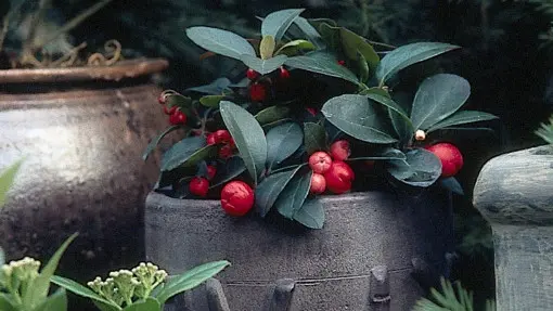 Golteria rozesłana
