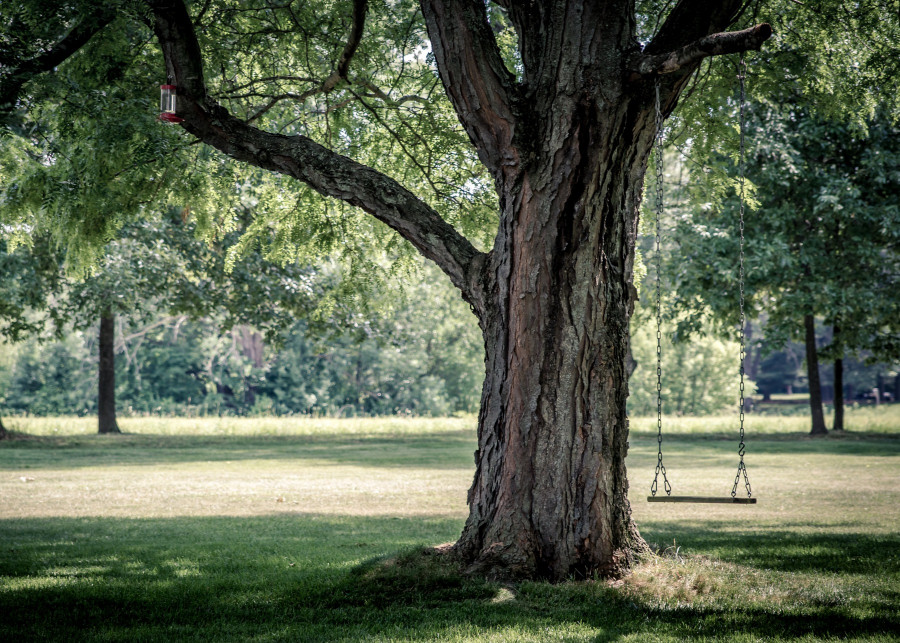 Opisy i historie drzew do ogrodu, fot. Ryan Hafey - Unsplash
