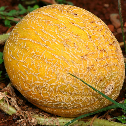 Melon