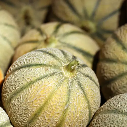 Melon