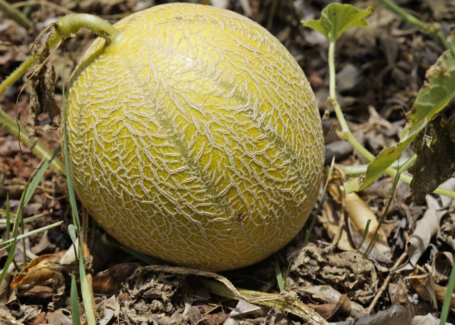 Uprawa melonów, fot. ruffles511 - Pixabay