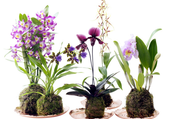 Moda na orchidee: jakiego storczyka wybrać?