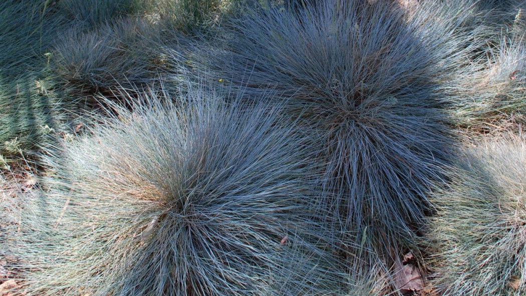 Kostrzewa popielata (Festuca glauca), fot. briweldon (CC BY 2.0) - Flickr