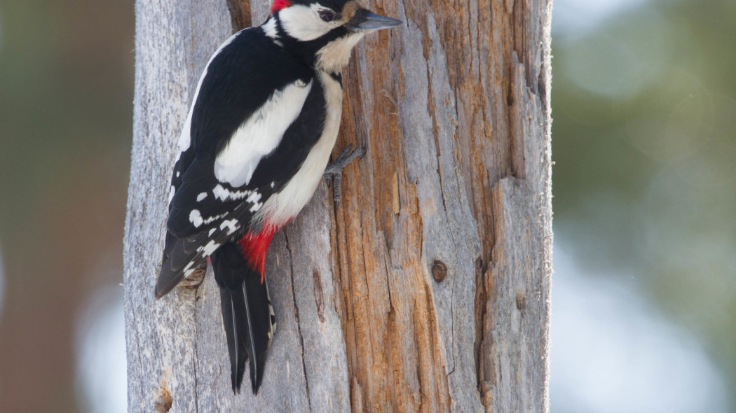 Dzięcioł duży, fot. sussexbirder (CC BY 2.0) - Flickr