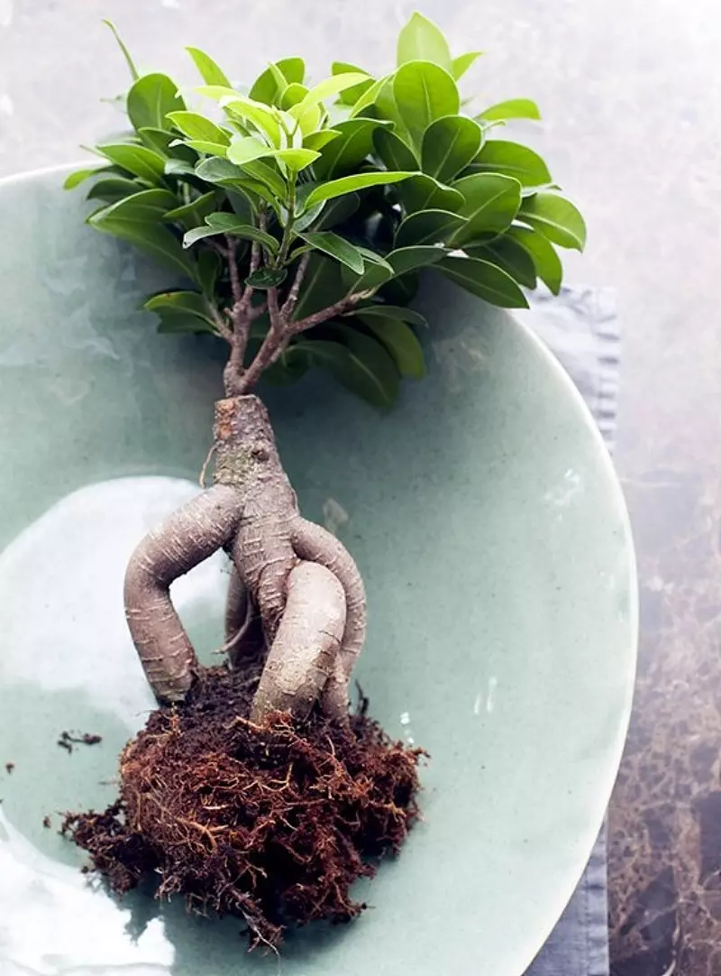 Bonsai Ficus Ginseng