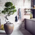 Bonsai Ficus Ginseng – (nie)zwykły fikus tępy | Jak o niego dbać?