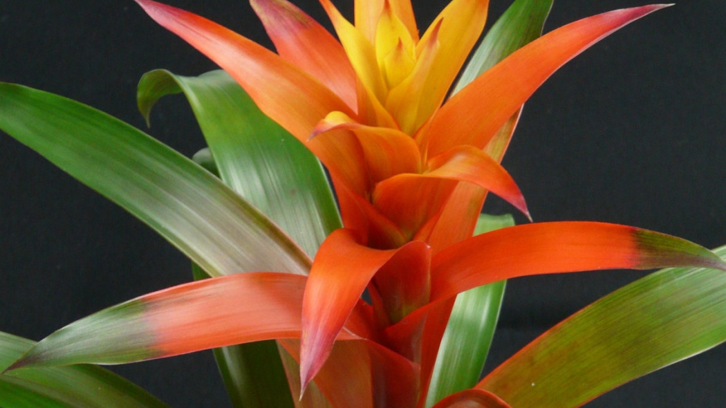 Guzmania, fot. Hans Braxmeier - Pixabay