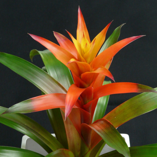 Guzmania