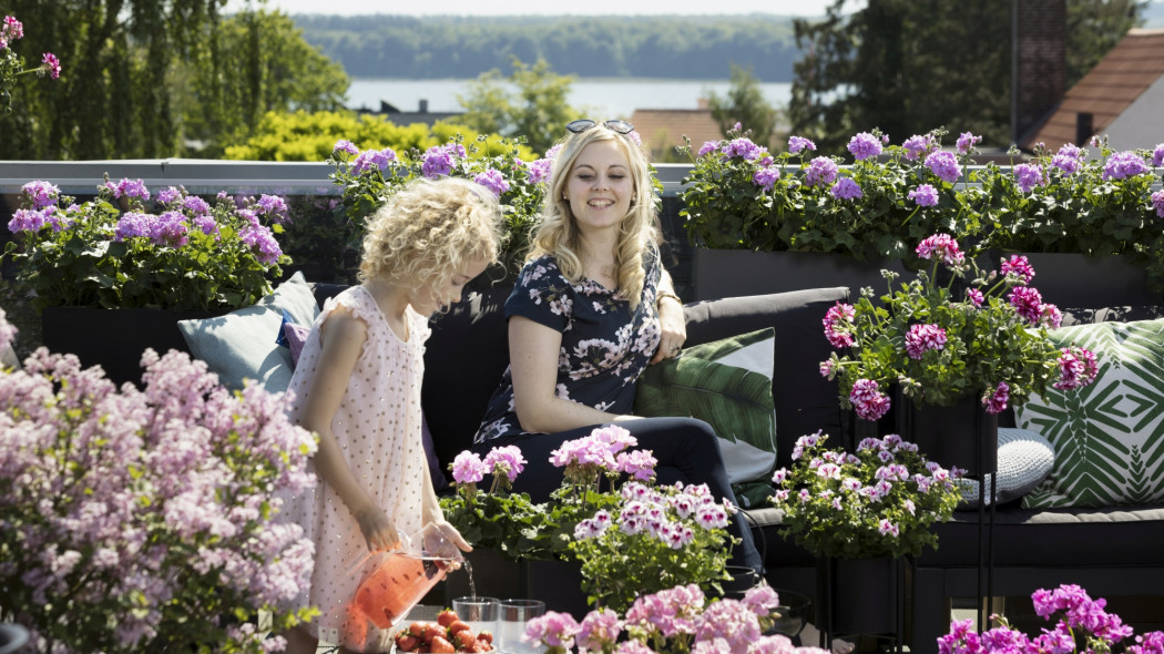 najpiękniejsze pelargonie na balkon