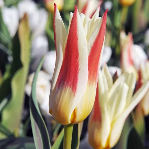 Tulipan Kaufmanna