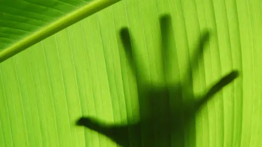 Uprawa palm w domu | 8 najpopularniejszych gatunków