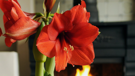 Uprawa amarylisa (zwartnicy, hippeastrum) | 5 prostych kroków