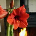 Uprawa amarylisa (zwartnicy, hippeastrum) | 5 prostych kroków