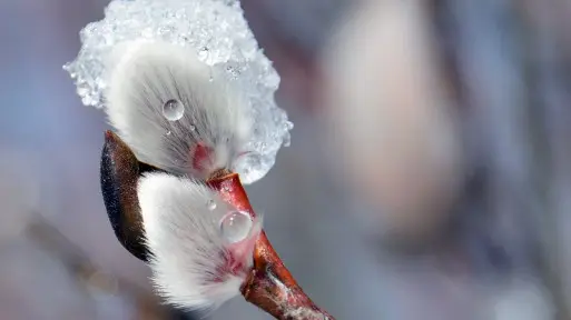 Jak przygotować ogród do wiosny? Ekspert radzi