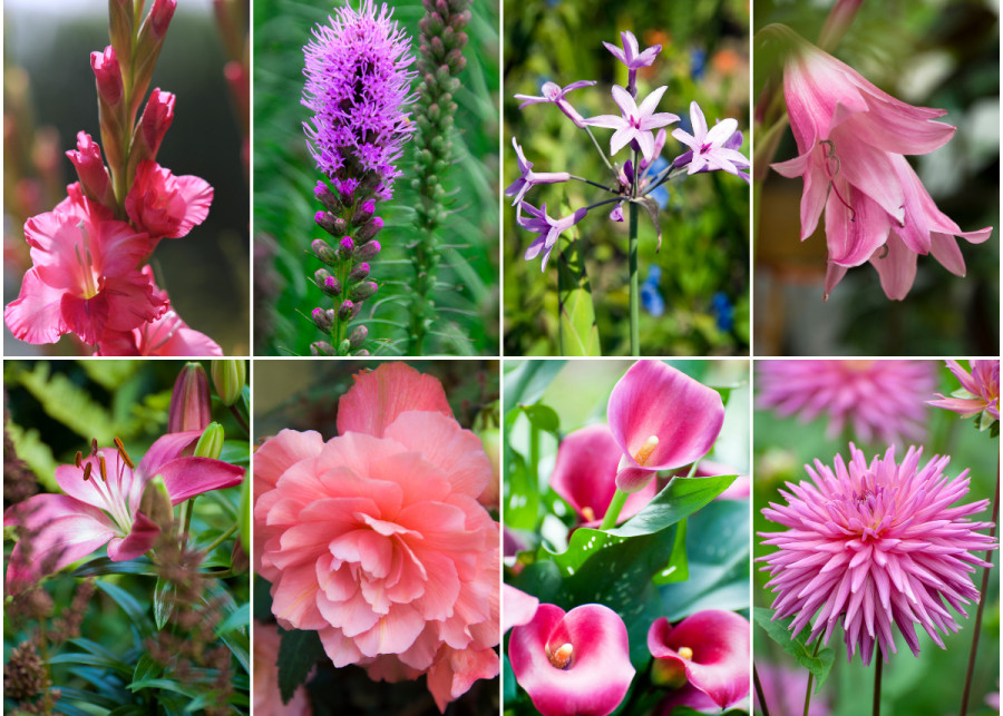 8 najpopularniejszych różowych kwiatów do ogrodu