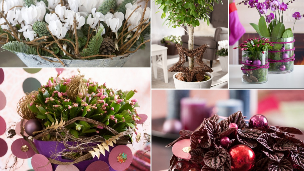 Pomysły na bożonarodzeniowe ozdoby z roślin doniczkowych - kolaż, fot. Flora Dania
