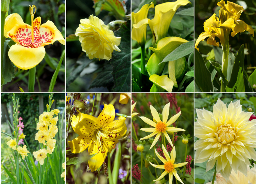 7 żółtych letnich kwiatów do ogrodu