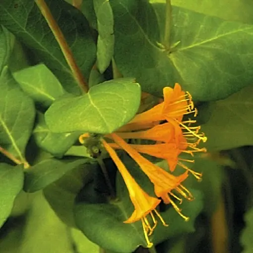Wiciokrzew Browna 'Mintrum'