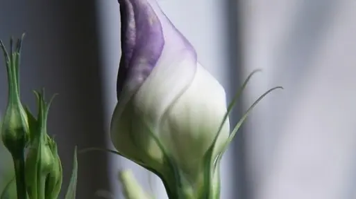 Lizantus, czyli eustoma w wazonie | Co zrobić, aby długo stała?