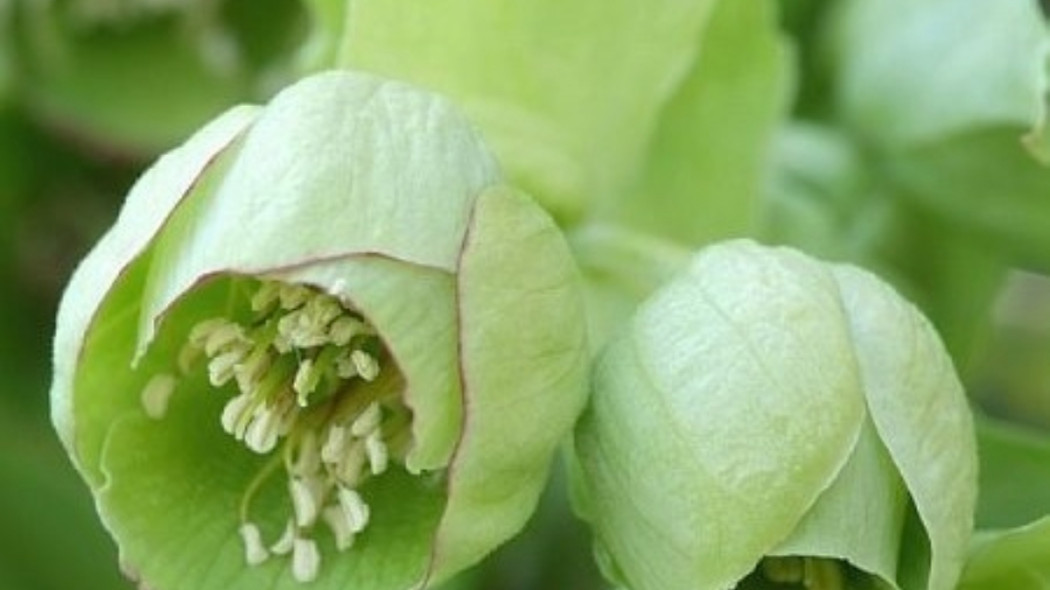 Ciemiernik cuchnacy, fot. Plant Publicity Holland