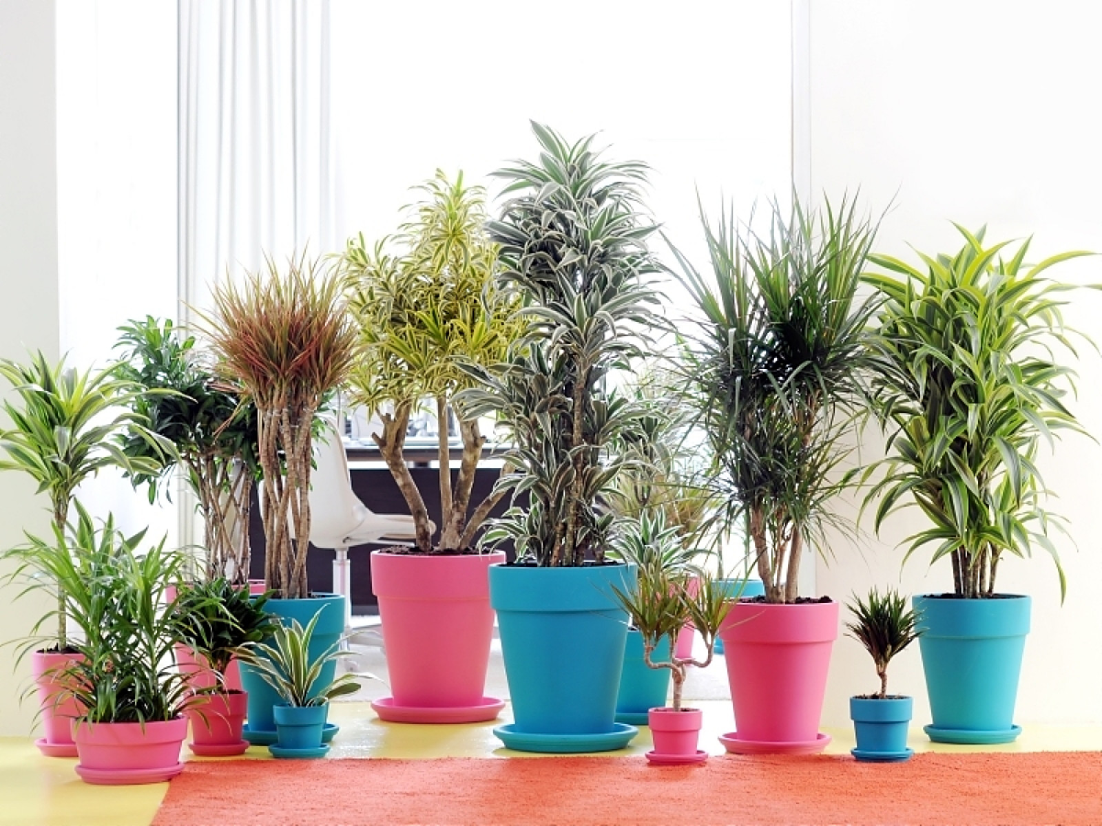 dracena lemon surprise Lemon Surprise Dracaena