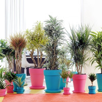 Dracena, smocza palma | Uprawa w doniczkach