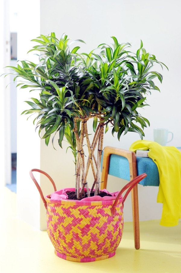 Dracena w donicy, fot. Flower Council Holland