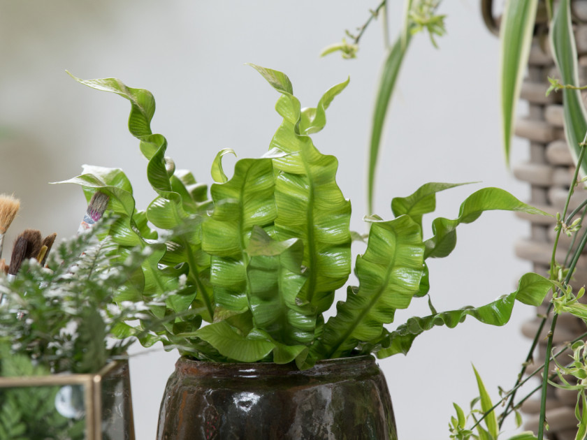 Zanokcica (Asplenium), fot. Floradania.dk