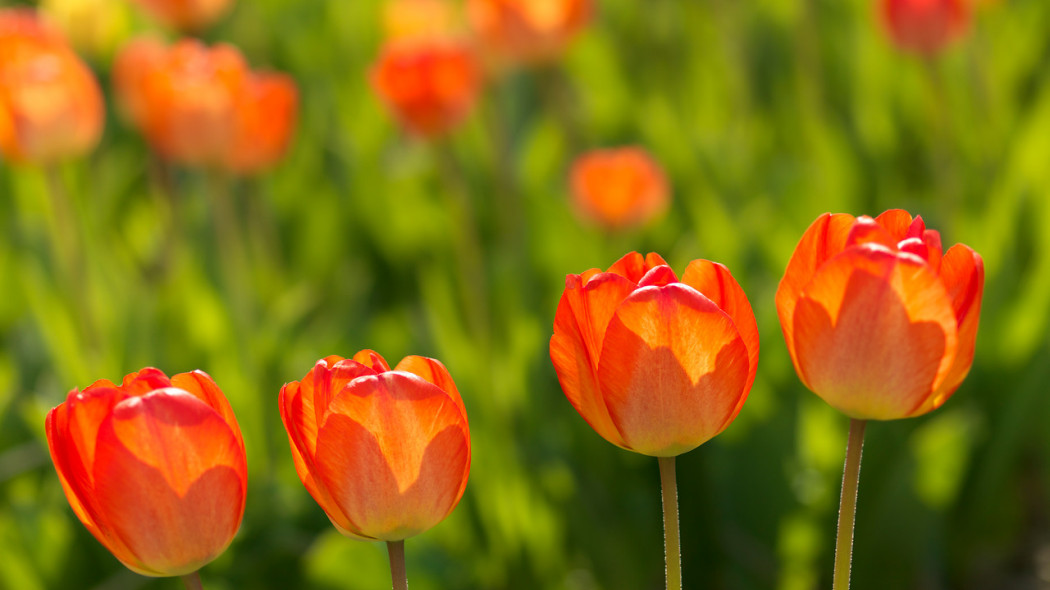 pielęgnacja tulipanów fot. iBulb