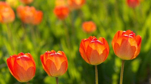 Pielęgnacja tulipanów: przed, w trakcie i po kwitnieniu | Jak mieć piękne kwiaty bez wysiłku?