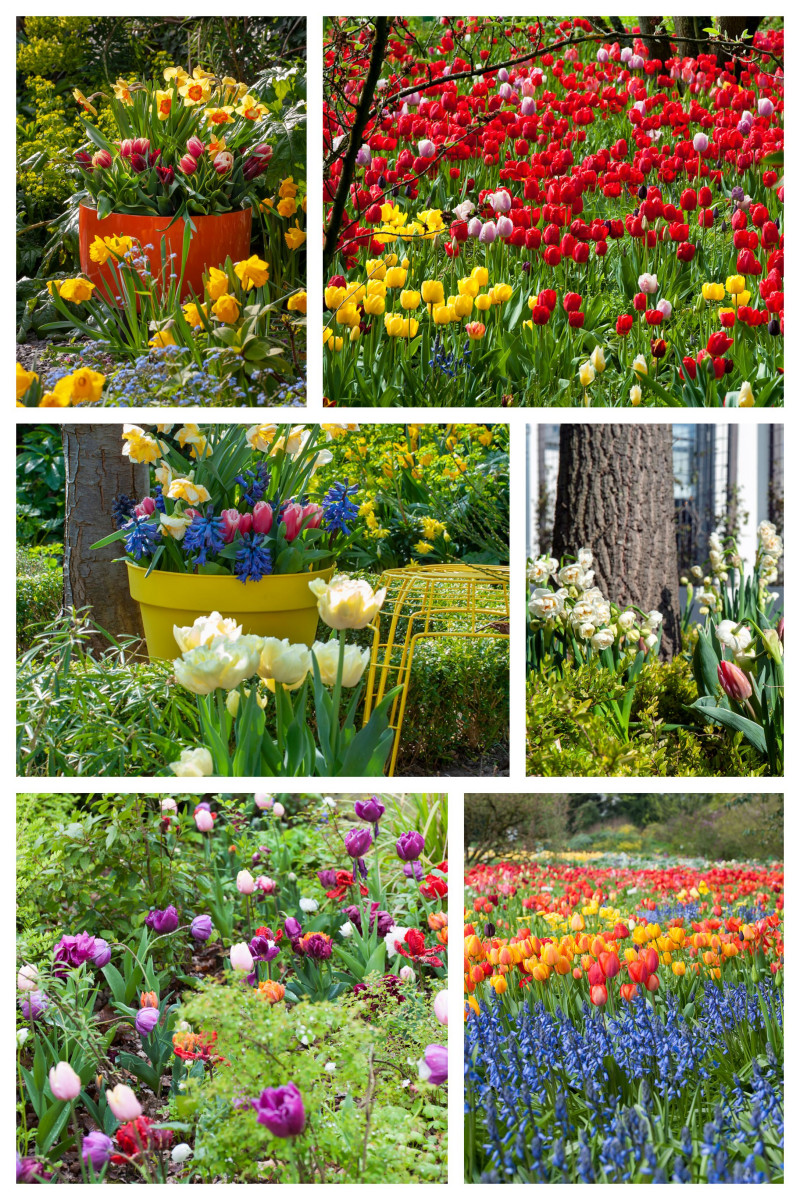 tulipany w ogrodzie fot. iBulb