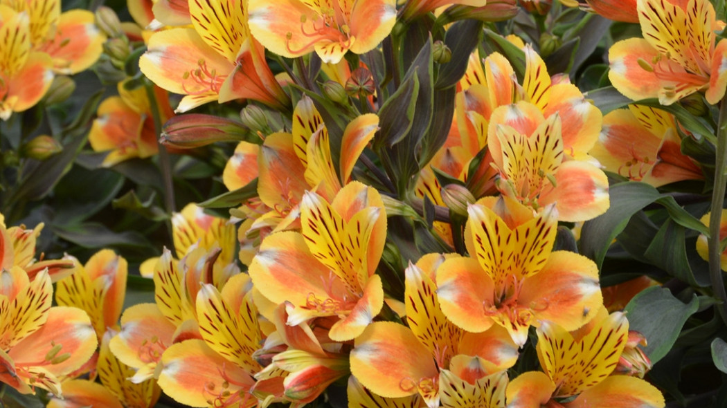 alstroemeria ogrodowa Summer Breeze