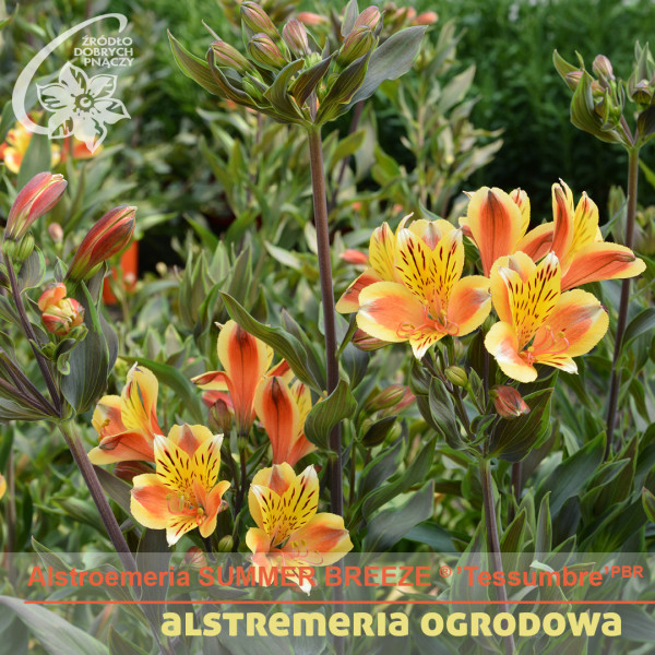 Alstroemeria Summer Breeze