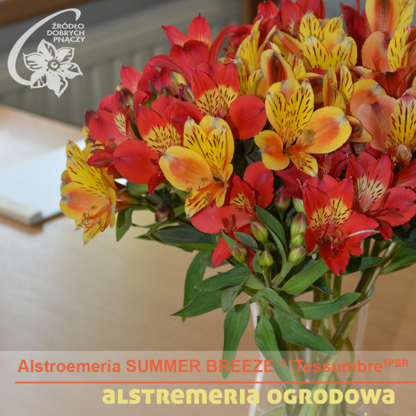 Alstroemeria Summer Breeze