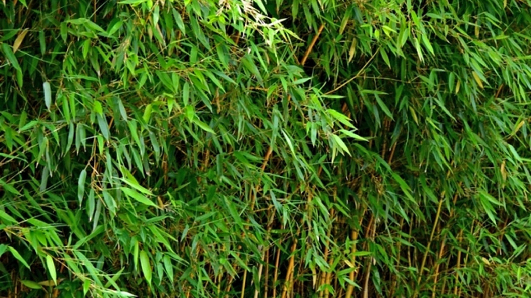 Fylostachys zlotobruzdowy (Phyllostachys aureosulcata), fot. Sylwia Hennek