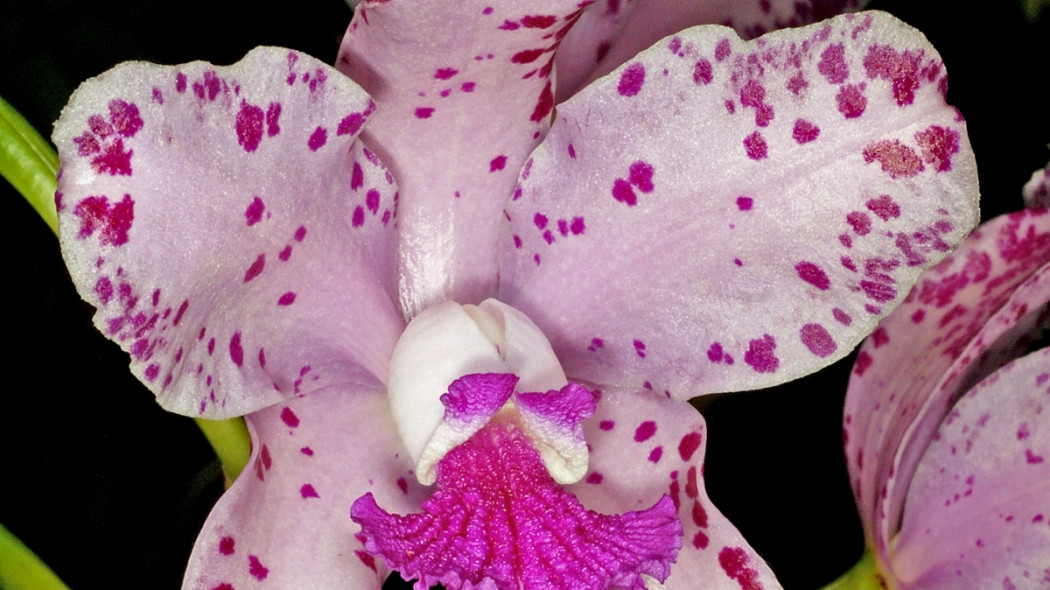 Cattleya amethystoglossa, fot. Orchi (CC BY-SA 3.0) - Wikimedia Commons