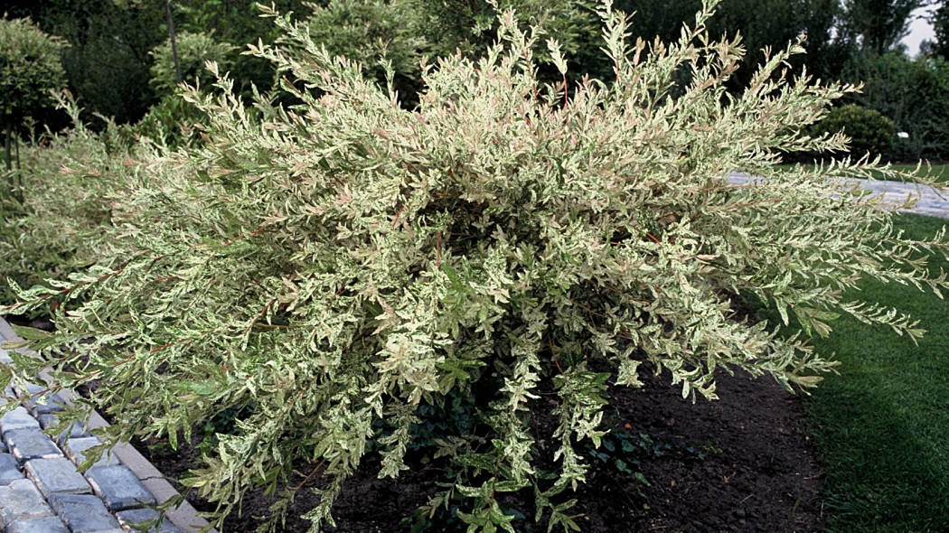 Wierzba japońska 'Hakuro-nishiki', fot. iVerde