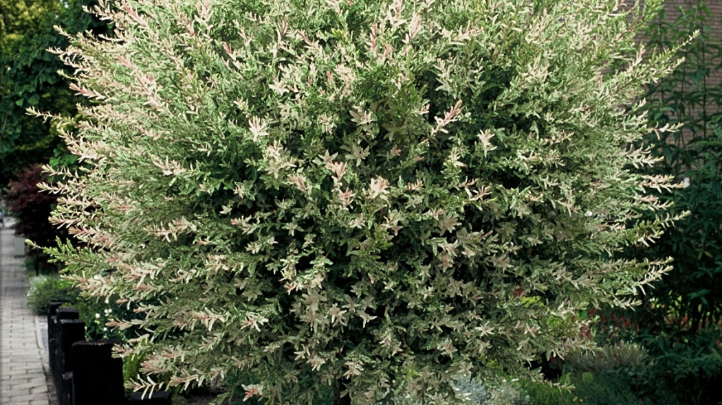 Wierzba japońska 'Hakuro-nishiki', fot. iVerde