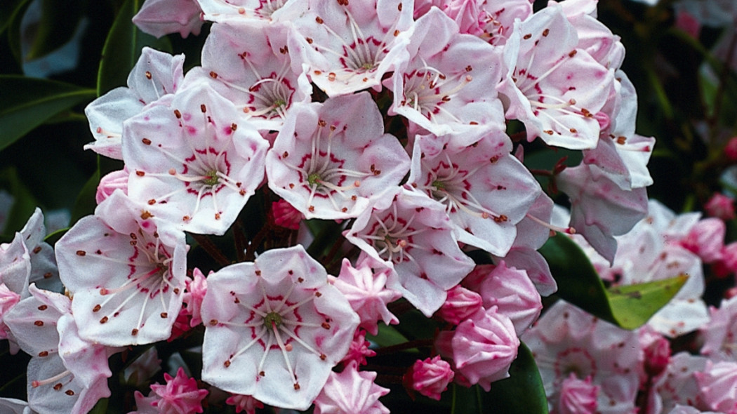 Kalmia szerokolistna, fot. iVerde