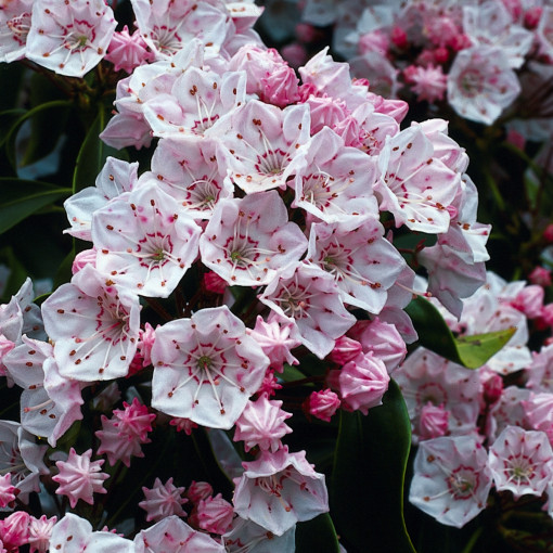 Kalmia szerokolistna