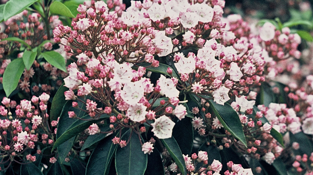 Kalmia szerokolistna, fot. iVerde