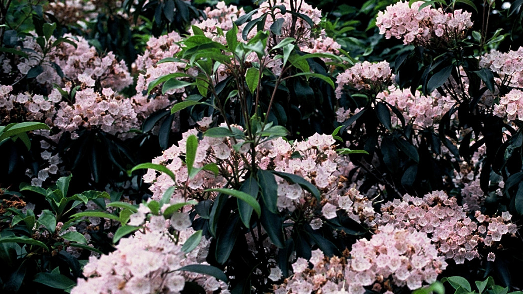 Kalmia szerokolistna, fot. iVerde