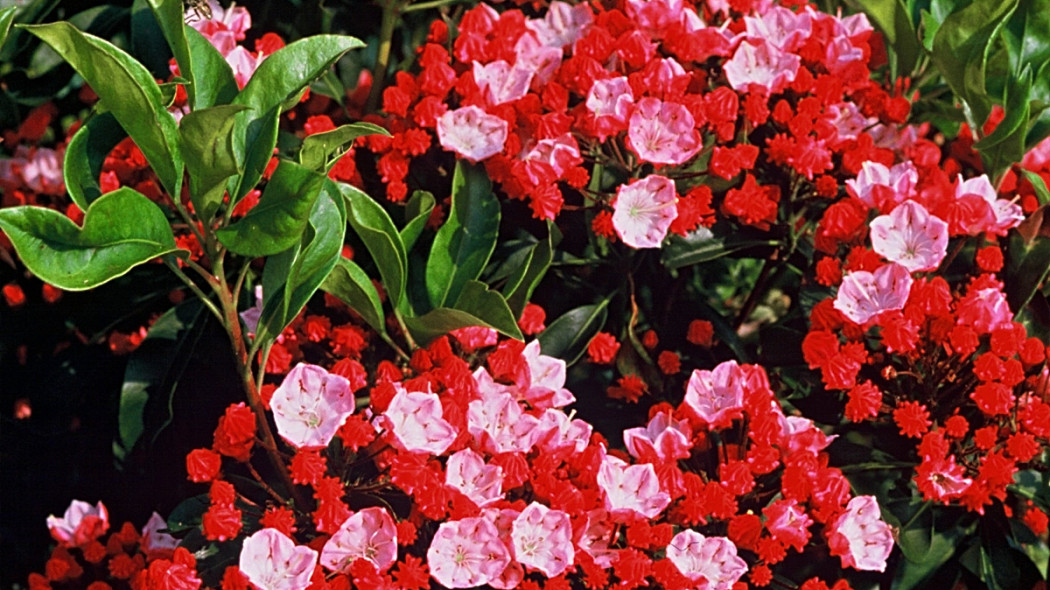 Kalmia szerokolistna, fot. iVerde