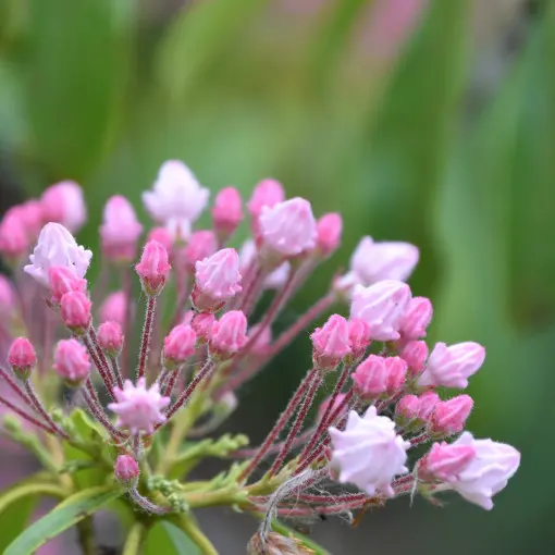 Kalmia szerokolistna