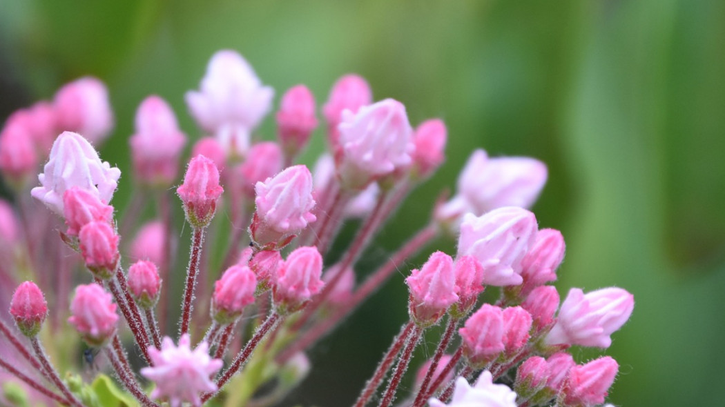 Kalmia szerokolistna, fot. Nadine Trief z Pixabay