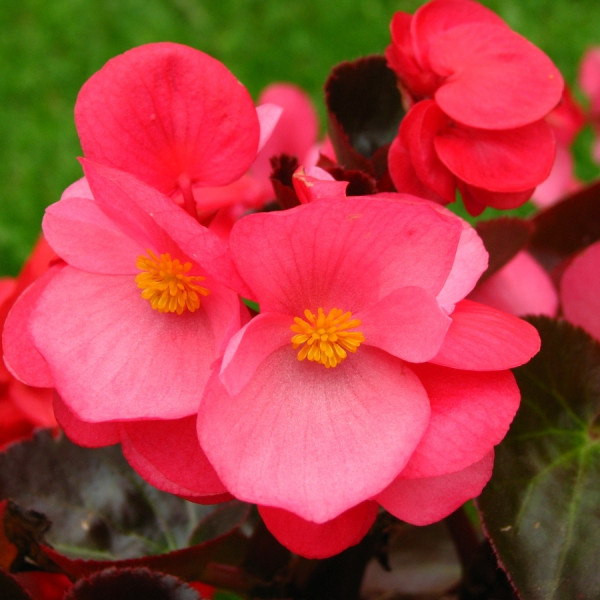 Kwiaty balkonowe - Begonia stale kwwitnaca, fot. Kor!An - Wikimedia Commons