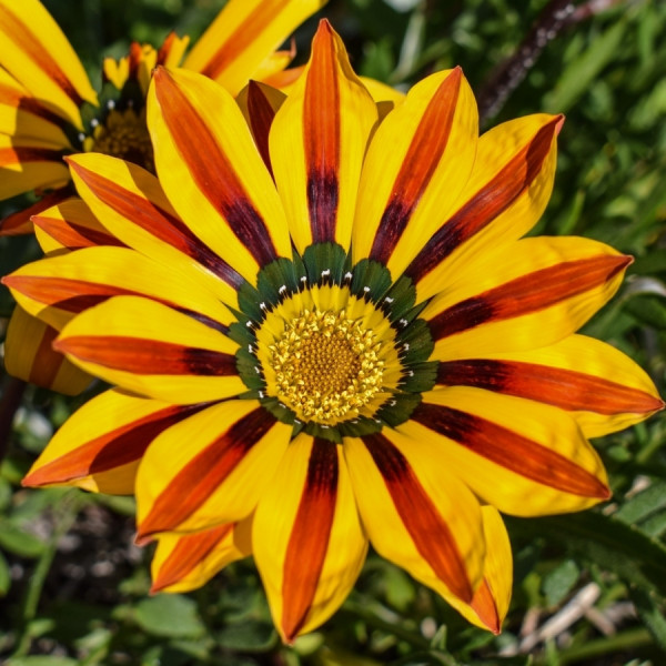 Kwiaty balkonowe - Gazania, fot. Dimitris Vetsikas - Pixabay