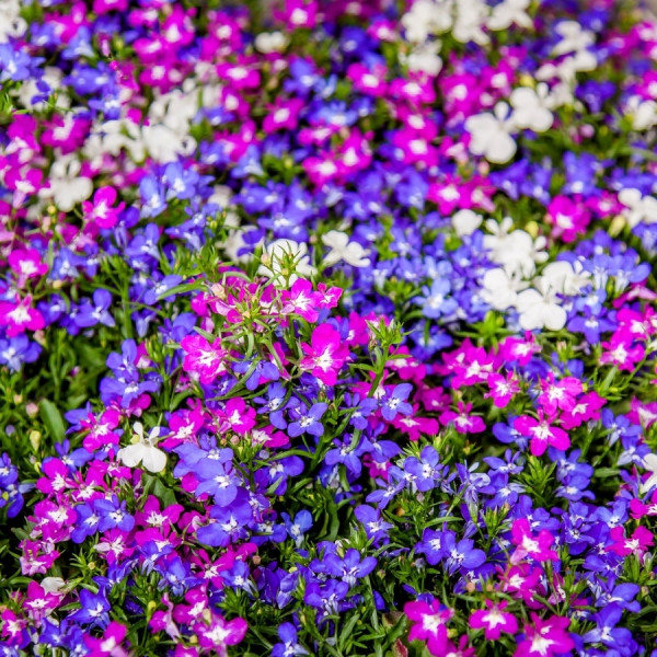 Kwiaty balkonowe - Lobelia, fot. Foto-Rabe - Pixabay