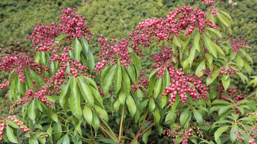 pieris japoński Valley Valentine Fot. G.Falkowski ZSzP